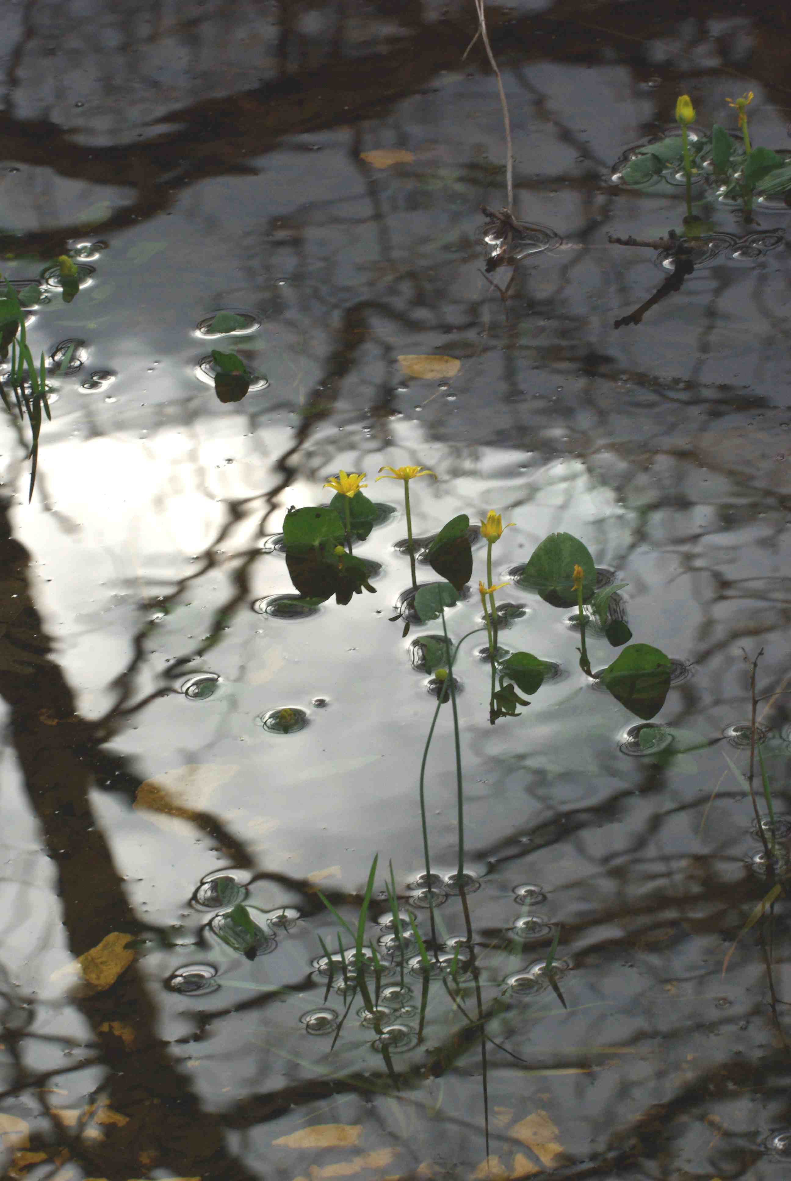 Narcissus poeticus / Narciso dei poeti